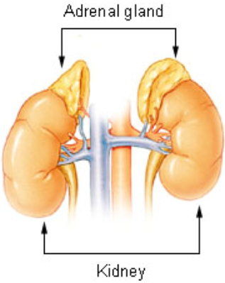 Adrenal Glands